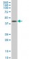RBPSUH Antibody (monoclonal) (M01)